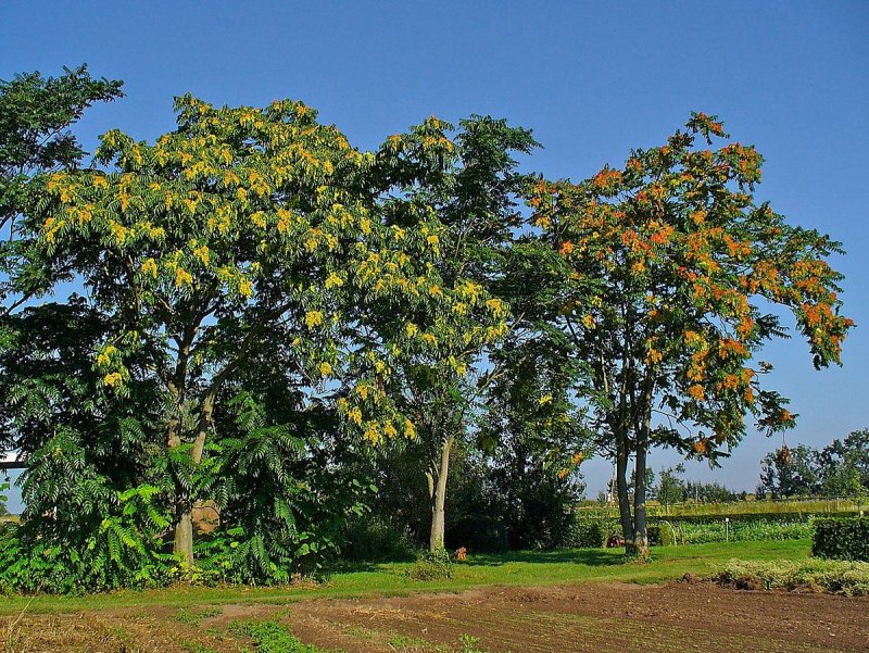Айлант altissima