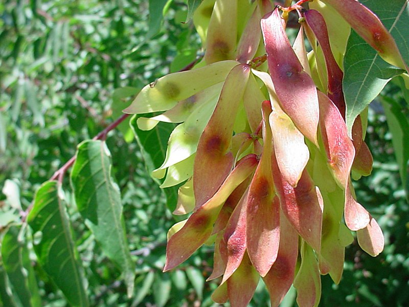 Айлант кустарник