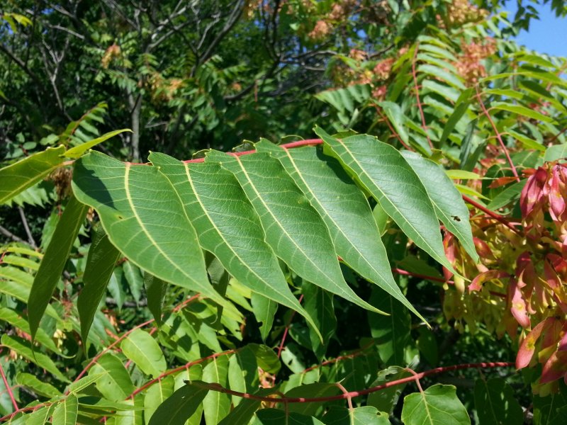 Айлант altissima