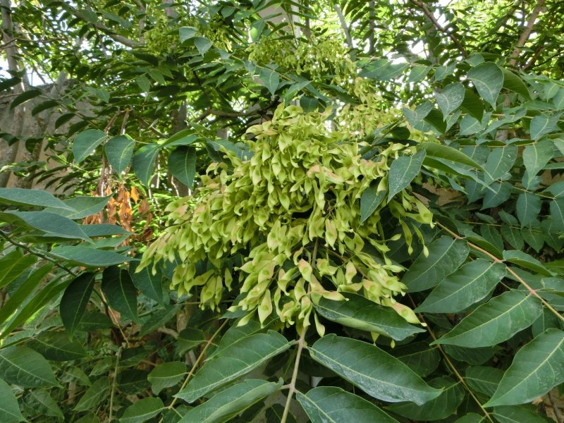 Ailanthus altissima растение
