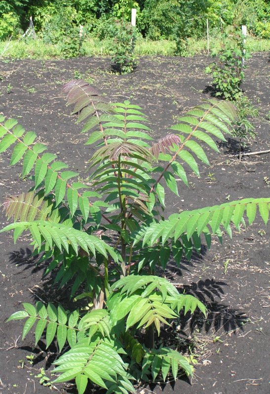 Вида Айлант высочайший (Ailanthus altissima).