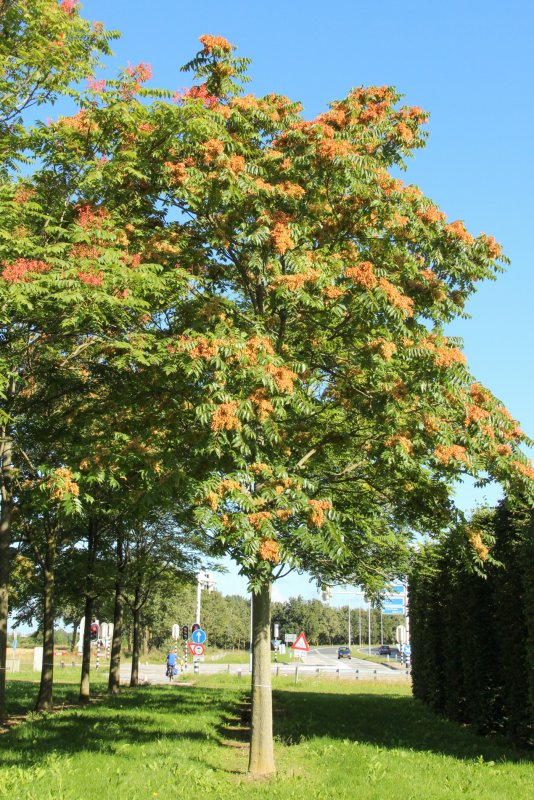 Ailanthus altissima Айлант высочайший