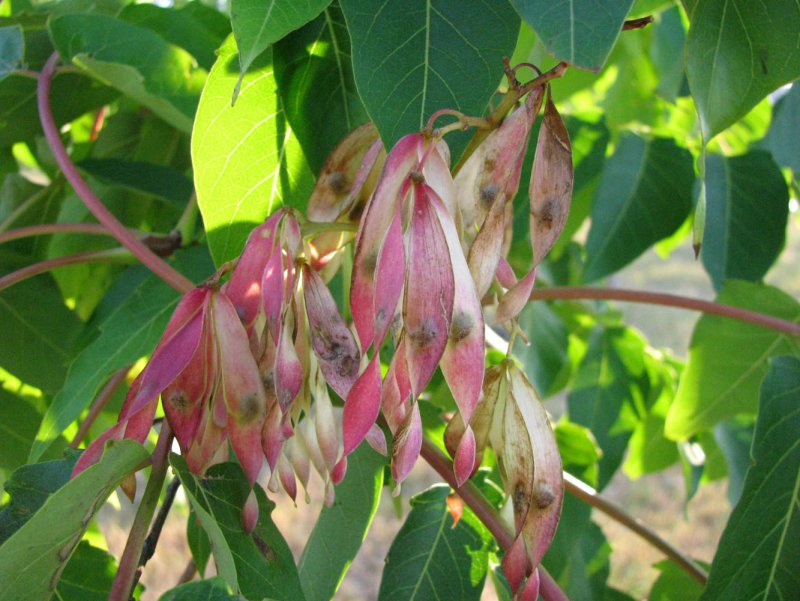 Айлант altissima