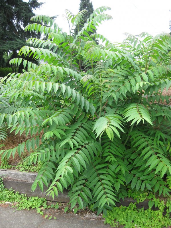 Ailanthus altissima Айлант высочайший