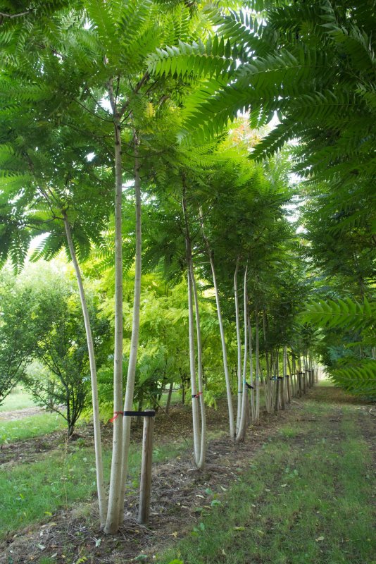 Айлант altissima