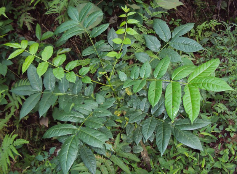 Ailanthus glandulosa