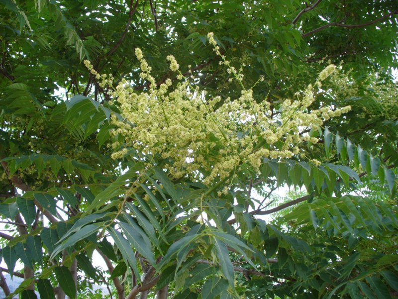 Айлант высочайший, китайский ясень (Ailanthus altissima (Mill.) Swingle)