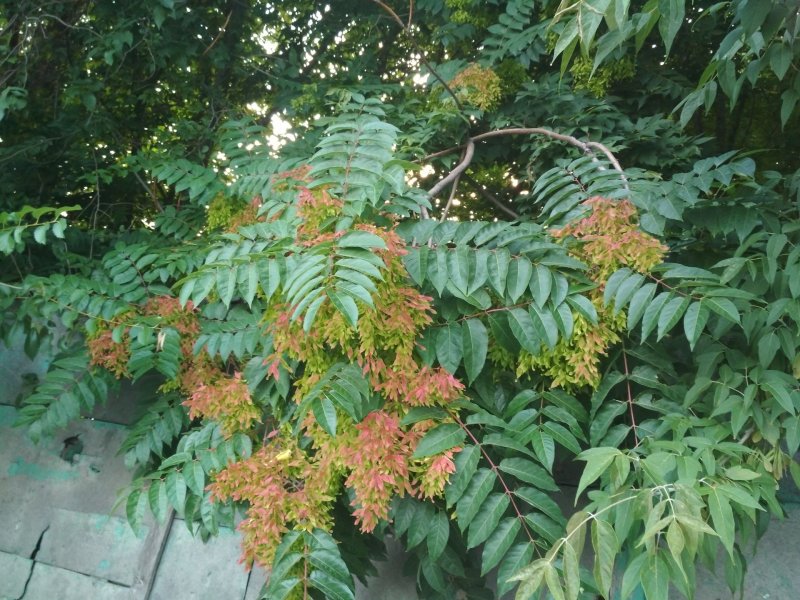 Айлант китайский ясень