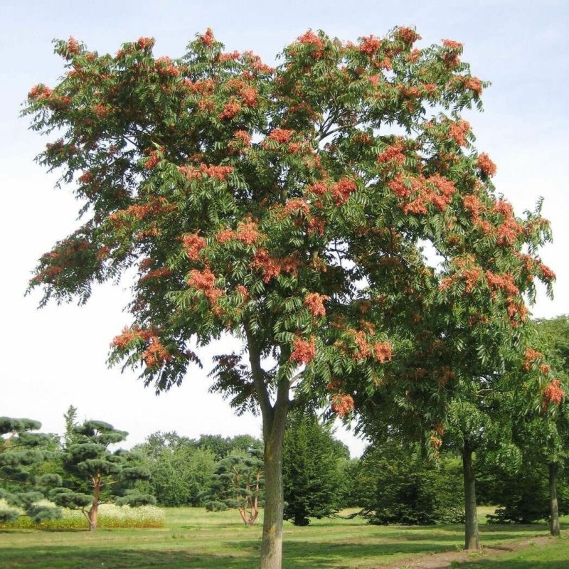 Ailanthus altissima Айлант высочайший