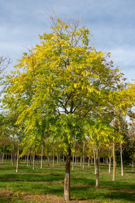 Ailanthus glandulosa
