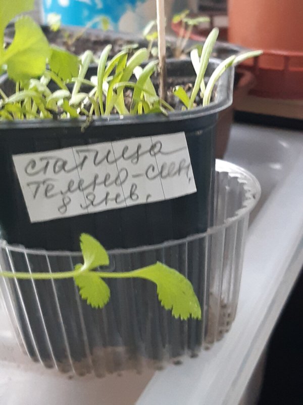 Статица сеянцы