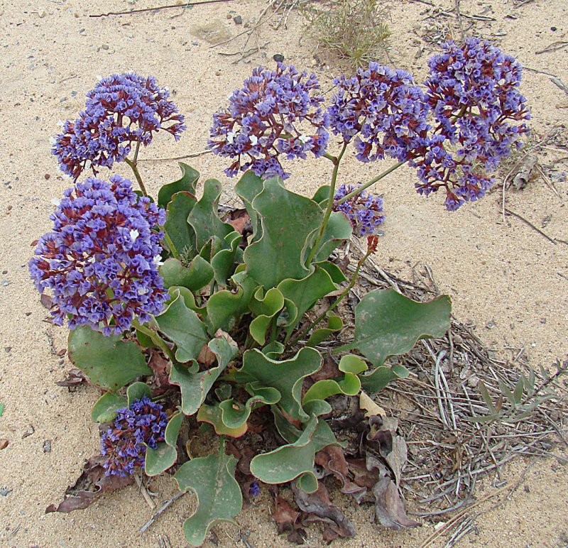 Statice Flower рассада