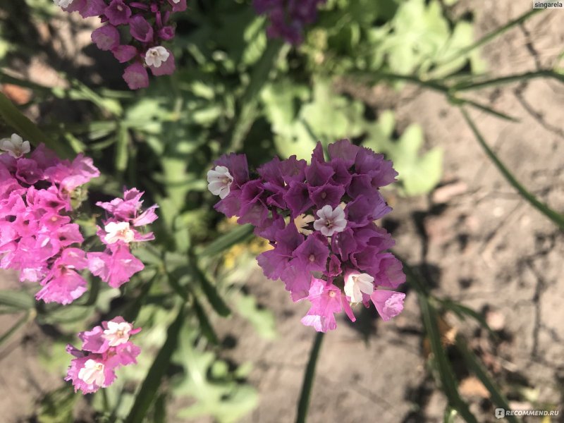 Limonium sinuatum