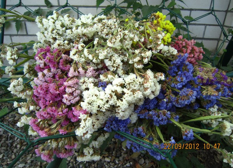 Бессмертник статица