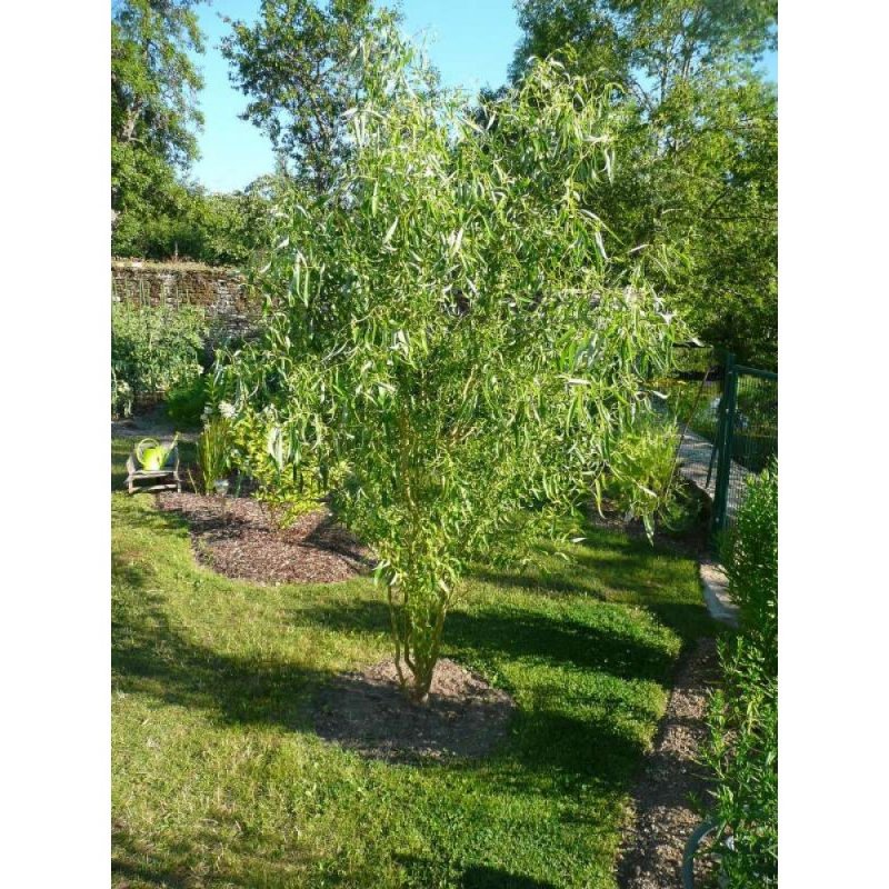 Ива Вавилонская (Salix babylonica)