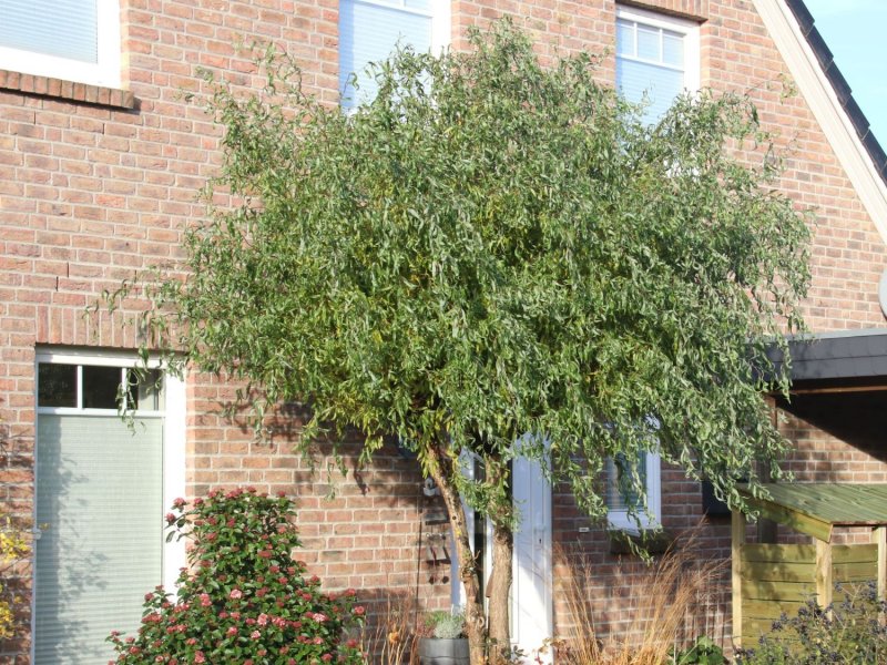 Salix Erythroflexuosa Ива