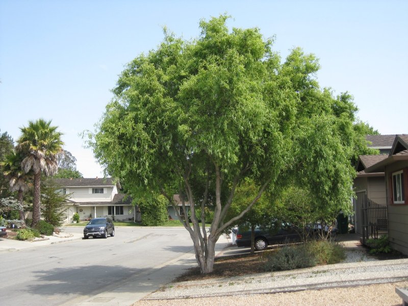 Salix matsudana tortuosa