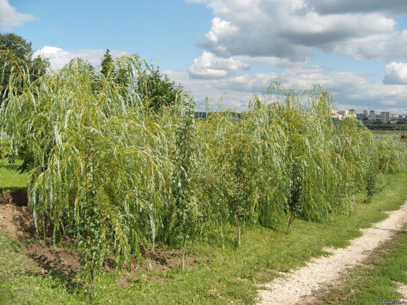Ива росистая (Salix rorida)