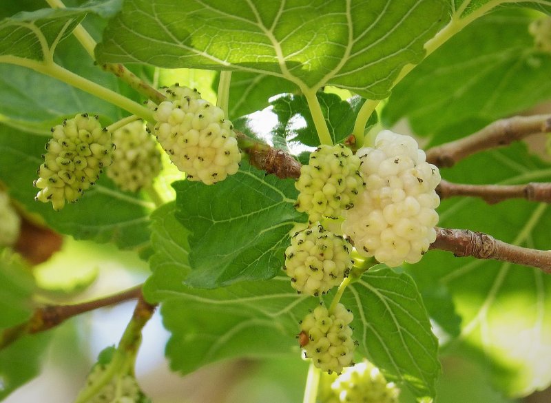 Шелковица белая Morus Alba