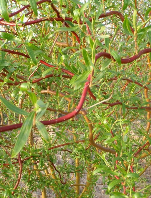 Ива Матсудана Erythroflexuosa