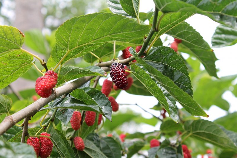 Шелковица черная (Morus nigra)