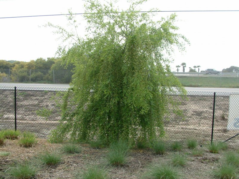 Ива Извилистая Матсудана (Salix matsudana)