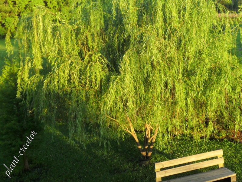 Ива белая (Salix Alba l.)