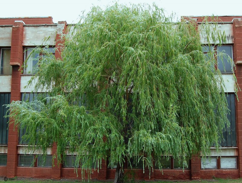 Ива Извилистая Salix