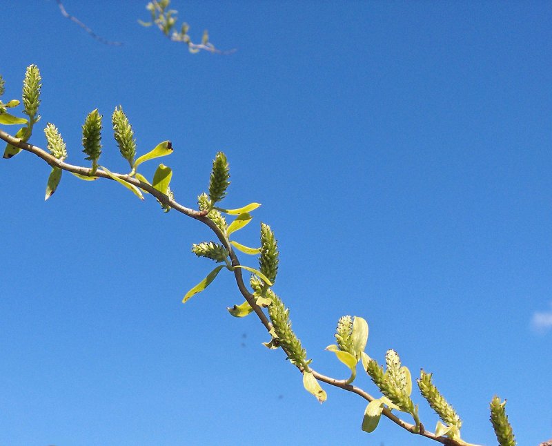 Salix babylonica Ива