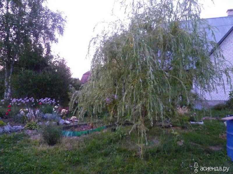 Ива Криспа в ландшафтном дизайне
