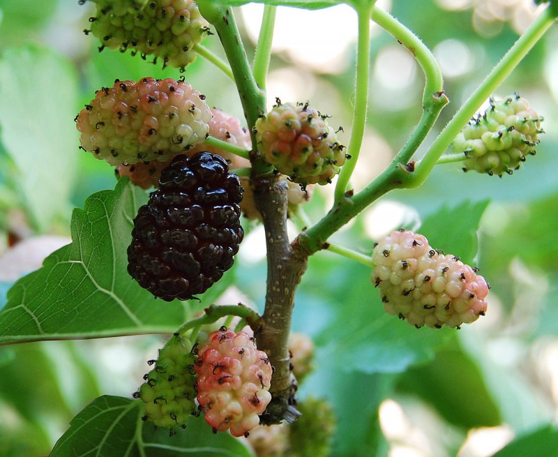 Шелковица белая Morus Alba