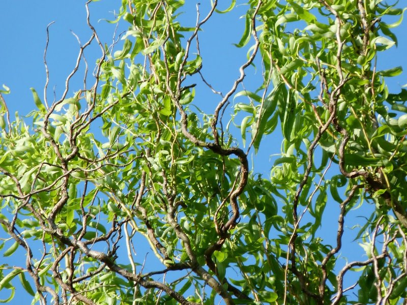 Ива Извилистая Матсудана (Salix matsudana)