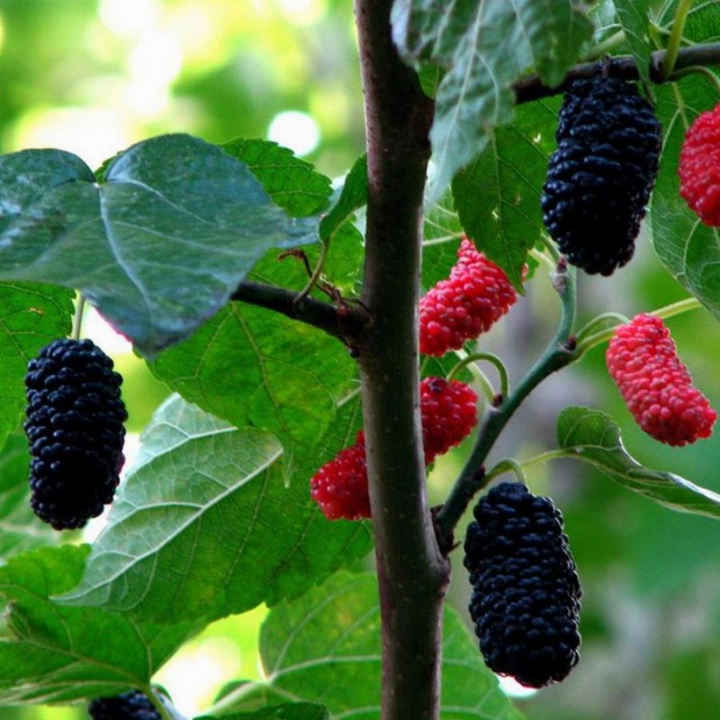 Шелковица черная (Morus nigra)