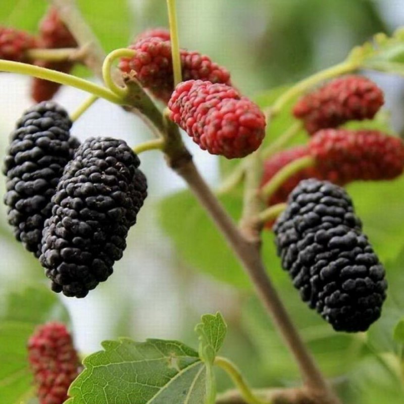 Шелковица черная (Morus nigra)