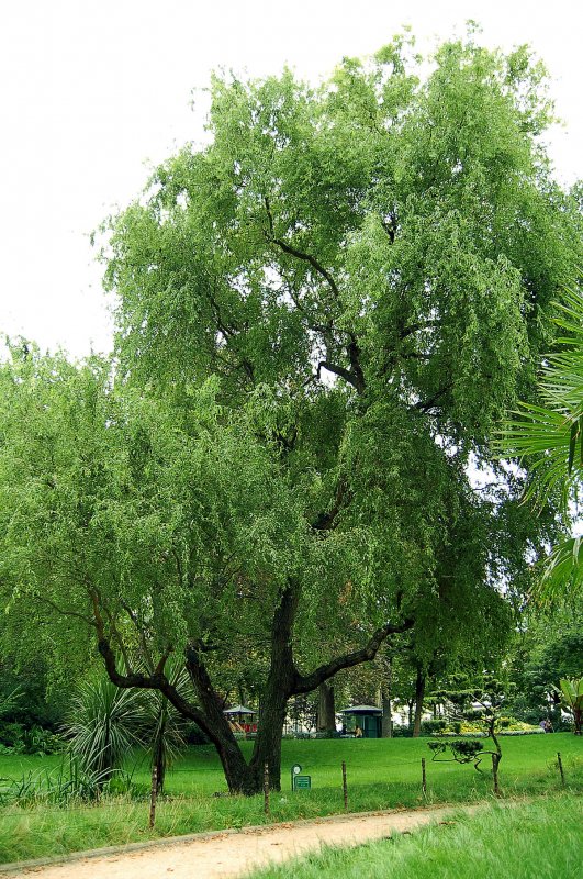 Ива Матсудана Salix matsudana tortuosa