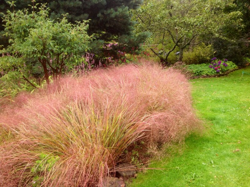 Ковыль (Stipa)arundinacea