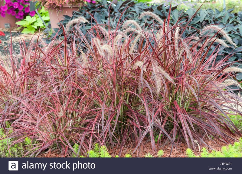 Пеннисетум setaceum rubrum Fireworks