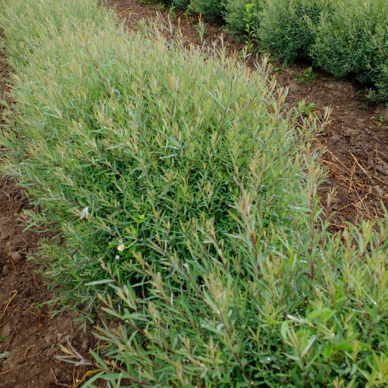 Ива пурпурная Salix purpurea