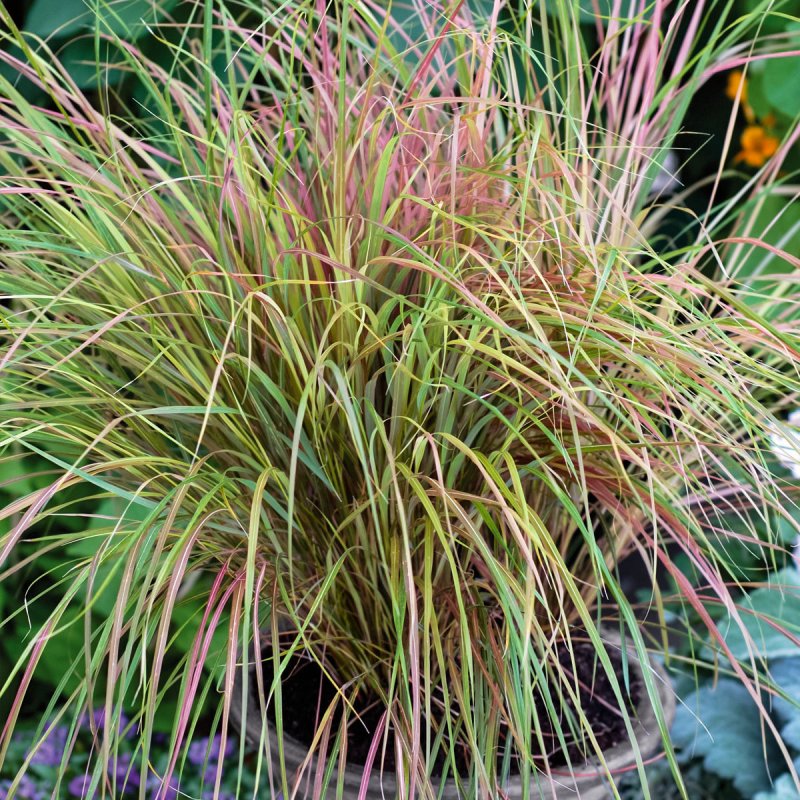 Ковыль (Stipa)arundinacea