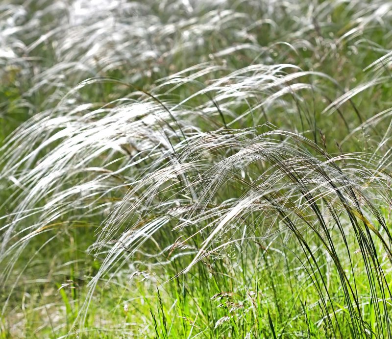 Ковыль волосатик Stipa capillata