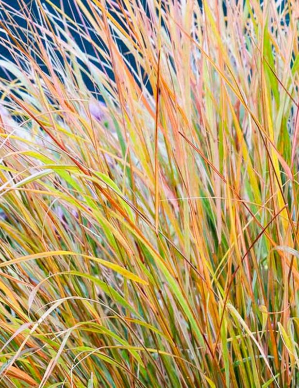 Ковыль (Stipa)arundinacea