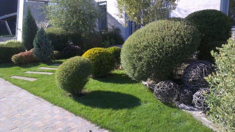 Ива пурпурная Salix purpurea usni