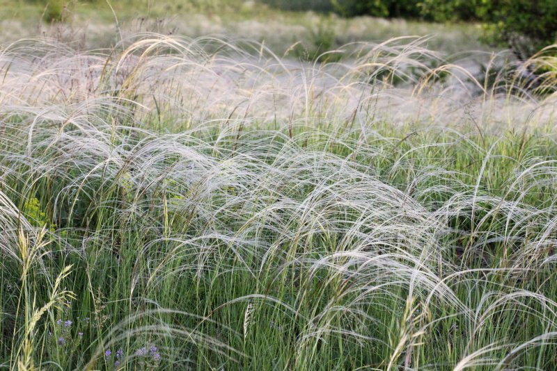 Stipa lessingiana