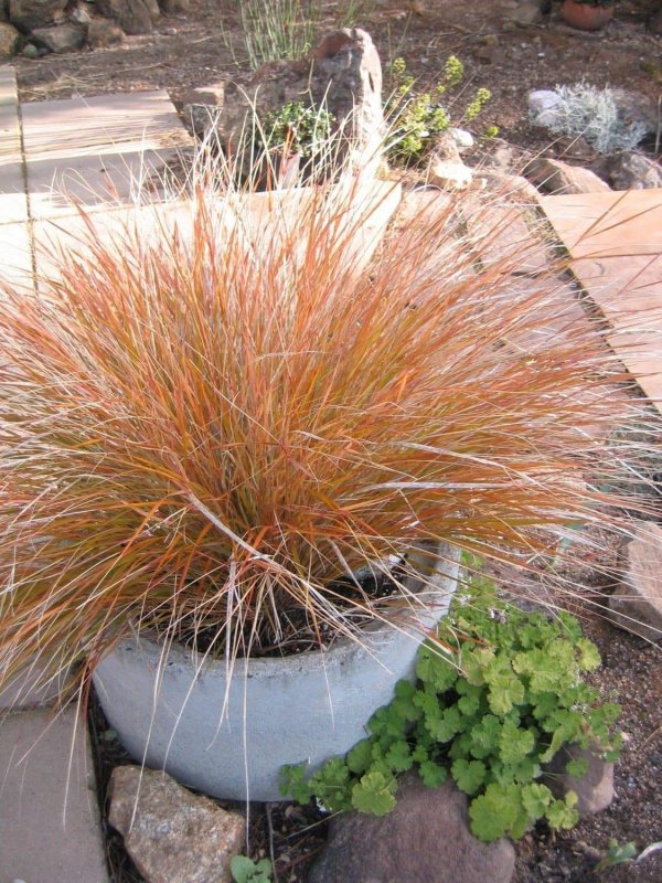 Ковыль (Stipa)arundinacea