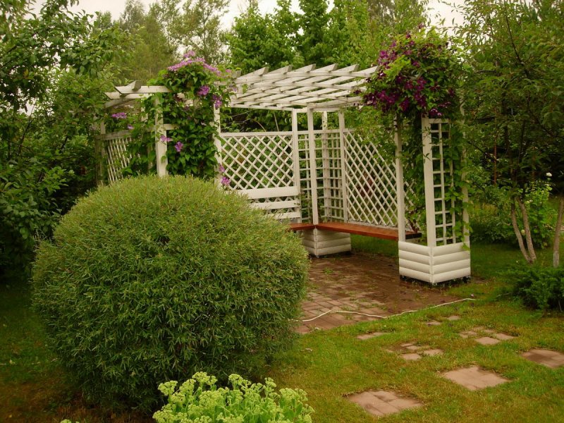 Кустарник Ива Нана