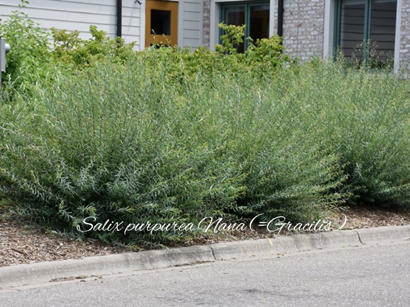 Ива пурпурная Salix purpurea Маяк