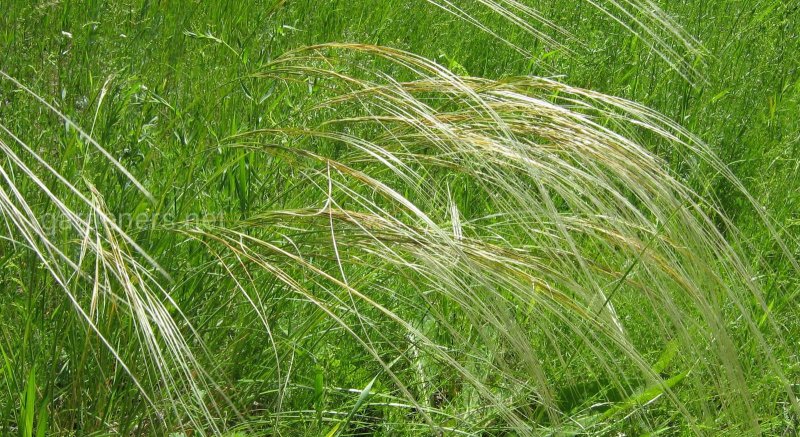 Ковыль (Stipa)arundinacea