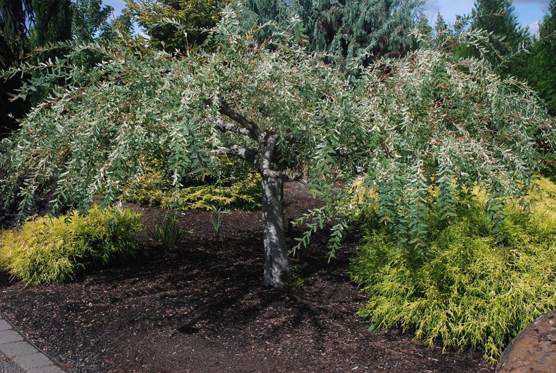 Ива пурпурная Salix purpurea Nana