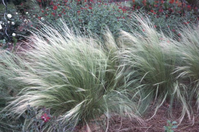 Stipa gigantea