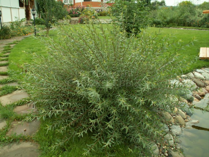Ива пурпурная плакучая (Salix purpurea pendula)